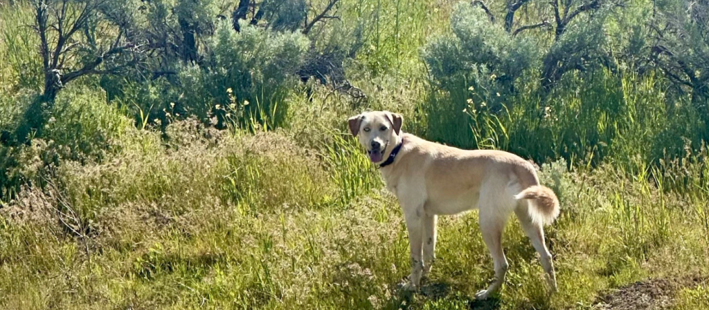 Bosun's Secret Life - A photo of Huskey/Golden Retriever dog in the Boise Idaho foothills - Things That Start With J